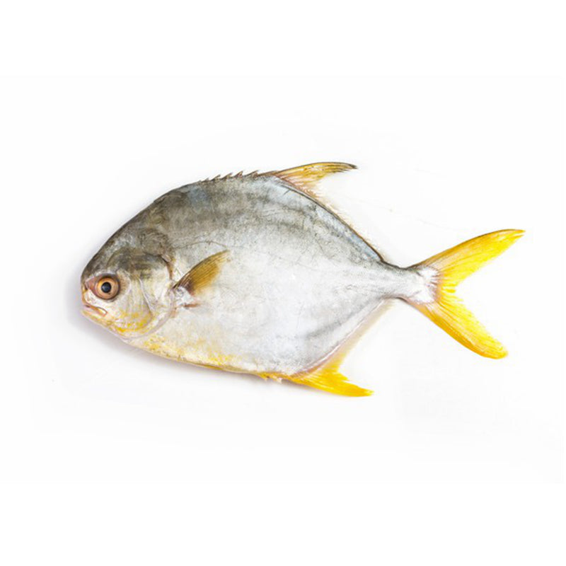 ❄️冷冻 金鲳鱼 限仓库自取或配送! Golden Pompano Whole 500-600g